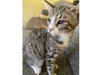 Adopt Sonic a Gray, Blue or Silver Tabby American Shorthair (short coat) cat in