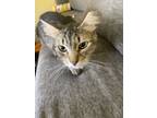 Adopt Pebbles a Gray, Blue or Silver Tabby Tabby (medium coat) cat in Surprise