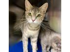 Adopt Brianna a Tortoiseshell Domestic Shorthair / Mixed cat in Springfield