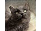 Adopt Sawyer a Gray or Blue Domestic Mediumhair / Mixed cat in Springfield