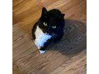 Adopt Austin a All Black Domestic Shorthair / Mixed cat in Quakertown