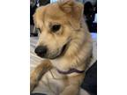 Adopt Elvis a Tan/Yellow/Fawn Golden Retriever / Mixed dog in dallas