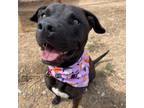 Adopt Adam a Black American Pit Bull Terrier / Mixed dog in Taos, NM (38863205)