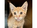 Adopt GARFIELD a Orange or Red Domestic Shorthair / Mixed cat in Pt.