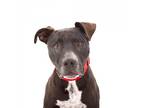 Adopt Elbert a Black American Staffordshire Terrier / Mixed dog in Los Angeles