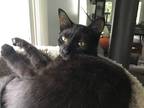 Adopt Jack a All Black Domestic Shorthair (short coat) cat in Colmar