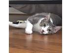 Adopt Mark a Gray, Blue or Silver Tabby Domestic Shorthair (short coat) cat in