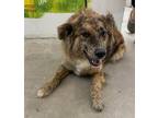 Adopt Gabriella a Merle Australian Shepherd / Mixed dog in Jacksonville