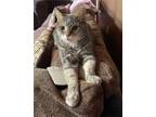 Adopt Dahlia a Gray, Blue or Silver Tabby Domestic Shorthair (long coat) cat in