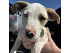 Adopt Lucious a Tan/Yellow/Fawn Mixed Breed (Medium) / Mixed dog in Midland