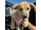 Adopt Lawrence a Tan/Yellow/Fawn Mixed Breed (Medium) / Mixed dog in Midland