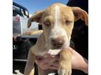 Adopt Lulu a Tan/Yellow/Fawn Mixed Breed (Medium) / Mixed dog in Midland