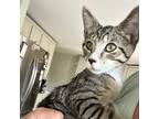 Adopt Tyler a Gray, Blue or Silver Tabby Tabby (short coat) cat in Lincoln Park