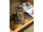 Adopt Tigre a Brown Tabby Domestic Shorthair (short coat) cat in Chicago