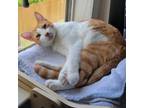Adopt jolene a Orange or Red Domestic Shorthair / Mixed cat in Edinburg