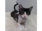 Adopt Panda a Black & White or Tuxedo Domestic Shorthair / Mixed cat in Bossier