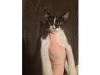 Adopt Michael a Black & White or Tuxedo Domestic Shorthair / Mixed cat in