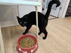 Adopt Handsome a All Black Domestic Shorthair / Mixed cat in Bossier City
