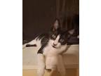 Adopt Maverick a Black & White or Tuxedo Domestic Shorthair / Mixed cat in