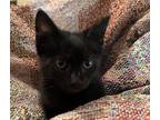 Adopt Constellation a All Black Domestic Shorthair / Mixed cat in Bossier City