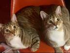 Adopt Sage & Saffron a Brown Tabby Domestic Shorthair (short coat) cat in