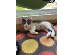 Adopt Screech a Gray or Blue (Mostly) Domestic Shorthair (short coat) cat in
