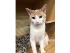 Adopt Sultan a Orange or Red (Mostly) Domestic Shorthair (short coat) cat in