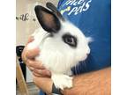 Adopt Baloo - Costa Mesa Location a Lionhead / Mixed rabbit in Chino Hills