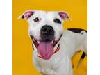 Adopt Venus a Black Bull Terrier / Mixed dog in West Palm Beach, FL (38862787)