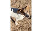 Adopt Minnie **Rescue Center** a White - with Tan, Yellow or Fawn Shepherd