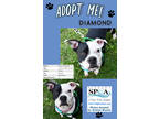 Adopt Diamond a Black American Pit Bull Terrier / Mixed dog in Niagara Falls
