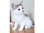 Adopt Ava 072823 a White Domestic Shorthair / Domestic Shorthair / Mixed cat in