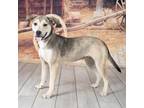 Adopt Liberty a Tan/Yellow/Fawn Shepherd (Unknown Type) / Mixed dog in Newport