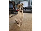 Adopt Apollo a Brindle - with White Terrier (Unknown Type