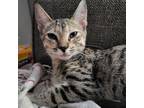 Adopt Princess Buttercup a Spotted Tabby/Leopard Spotted Domestic Shorthair
