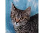 Adopt LATTE a All Black Domestic Shorthair / Mixed cat in Eureka, CA (38862615)