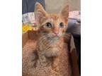 Adopt Hopper a Orange or Red Tabby Domestic Shorthair (short coat) cat in