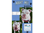 Adopt Bianca a White Shar Pei / Boxer / Mixed dog in Niagara Falls