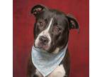 Adopt Luca a Black American Pit Bull Terrier / Mixed dog in Caldwell