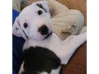 Adopt Belle a White - with Tan, Yellow or Fawn American Pit Bull Terrier / Mixed