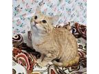 Adopt Licho a Orange or Red Domestic Shorthair / Mixed cat in Garden
