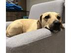 Adopt Beverly a Labrador Retriever / Beagle dog in Brooklyn, NY (38770863)