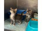Adopt Iggy a Gray, Blue or Silver Tabby Domestic Longhair cat in Whiteville