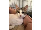 Adopt Ivy a Spotted Tabby/Leopard Spotted Domestic Shorthair / Mixed cat in