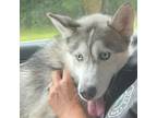 Adopt Deja a Gray/Silver/Salt & Pepper - with Black Siberian Husky / Siberian