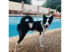 Adopt Luke a Black Border Collie / Mixed dog in San Antonio, TX (38862118)