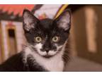 Adopt Goose (with Ricky) a Black & White or Tuxedo Domestic Shorthair (short