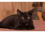 Adopt Ricky (with Goose) a All Black Domestic Shorthair (short coat) cat in