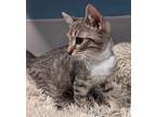 Adopt Belfast a Brown or Chocolate Domestic Shorthair / Domestic Shorthair /