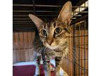 Adopt Taffy a Brown or Chocolate Domestic Shorthair / Mixed cat in Sand Springs